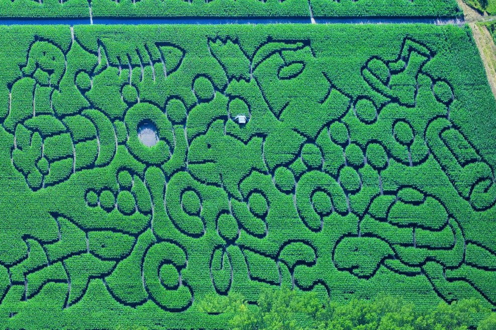 Irrgarten-Anleitung - Labyrinth im Mais